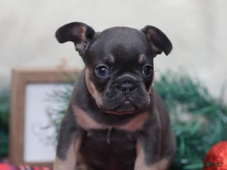 French Bulldog dogs Ashley - Ad 28