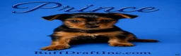 Yorkshire Terrier dogs for sale: Prince - Ad 1