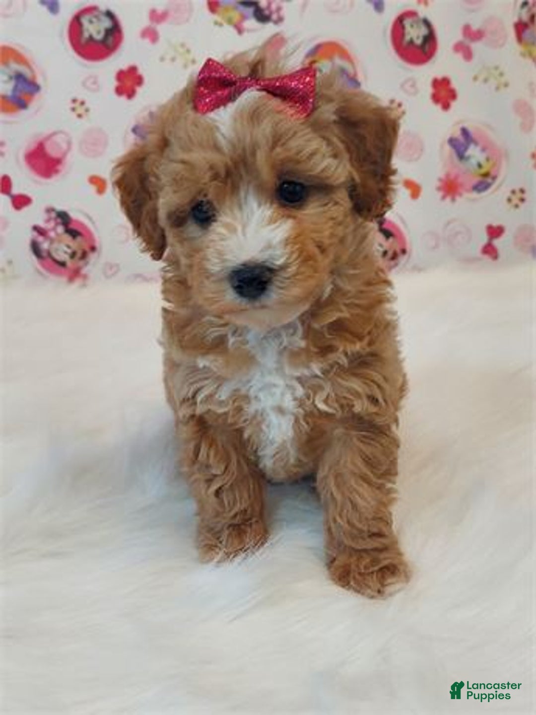 Miniature Poodle dogs for sale: Miniature Poodle Puppy 2 - Ad 3