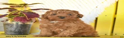 Miniature Poodle dogs for sale: Fancy  - Ad 4