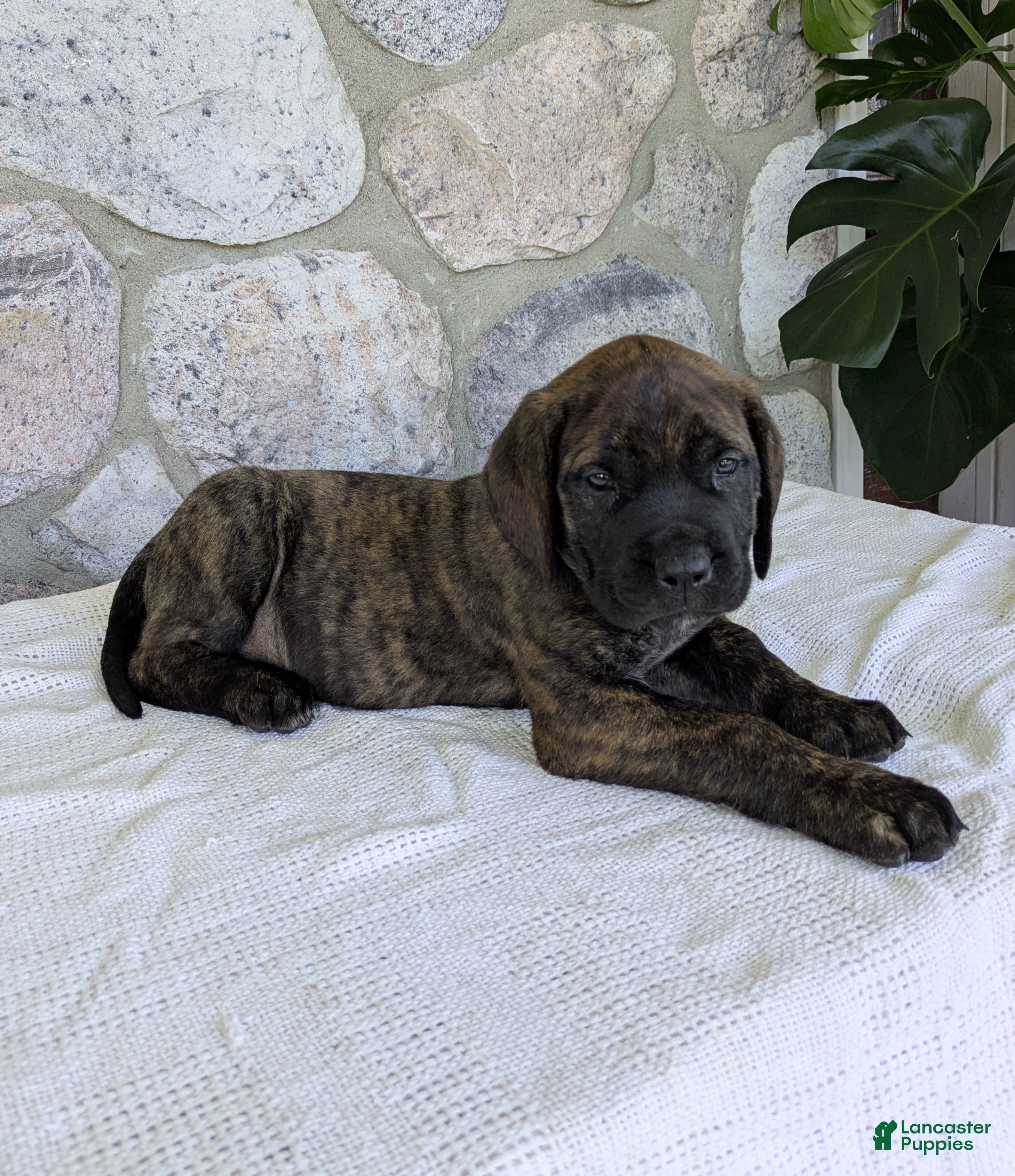English Mastiff dogs Tilly  - Ad 2