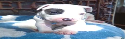 American Bully dogs for sale: "THA ROCK" WHITE WITH MERLE PATCHES - Ad 8