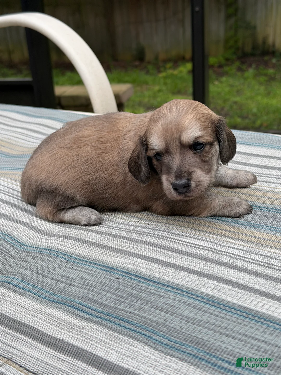 Dachshund dogs for sale: Dachshund 1 - Ad 2
