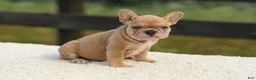 French Bulldog dogs for sale: Ivanka - Ad 3