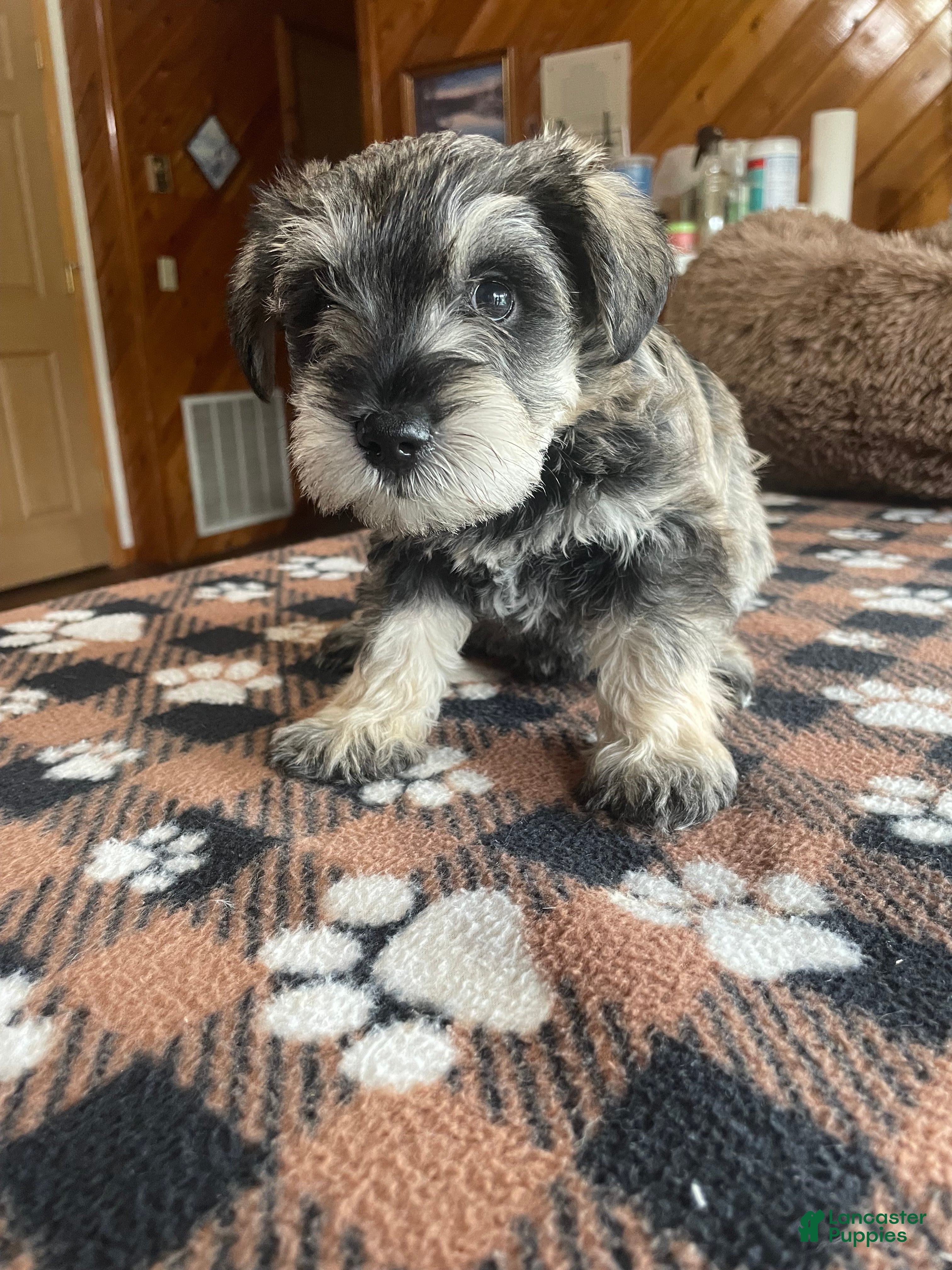 Miniature Schnauzer dogs Leo - Ad 2