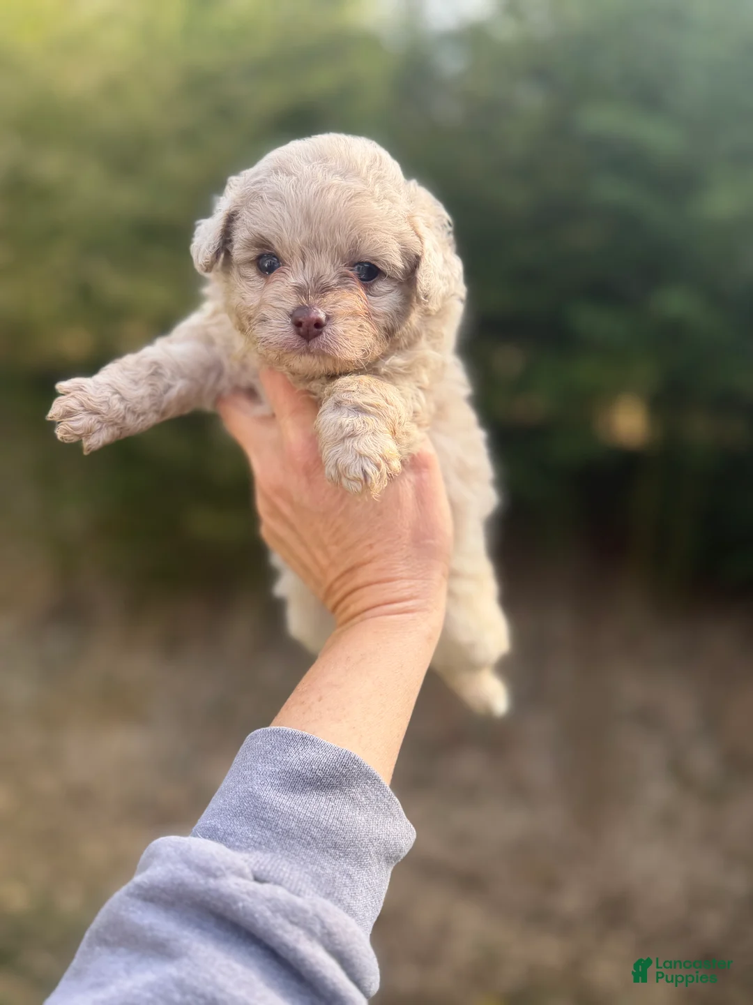 Pomapoo dogs for sale: Pomapoo Puppy 1 - Ad 1