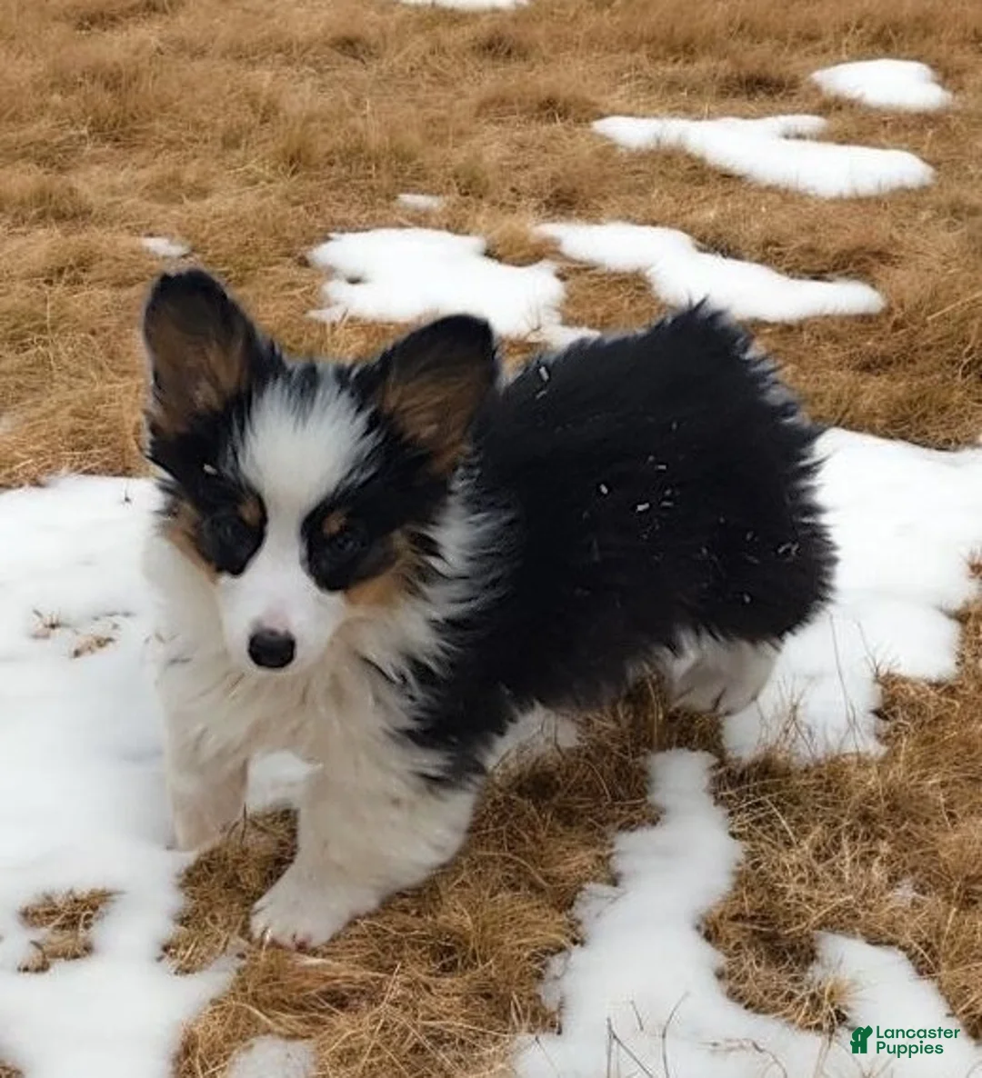 Welsh Corgi Pembroke dogs for sale: Bambi fluffy tri - Ad 15