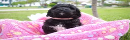 Goldendoodle dogs for sale: Miss Pink - Ad 3