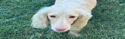 Dachshund dogs for sale: Dachshund 1 - Ad 4