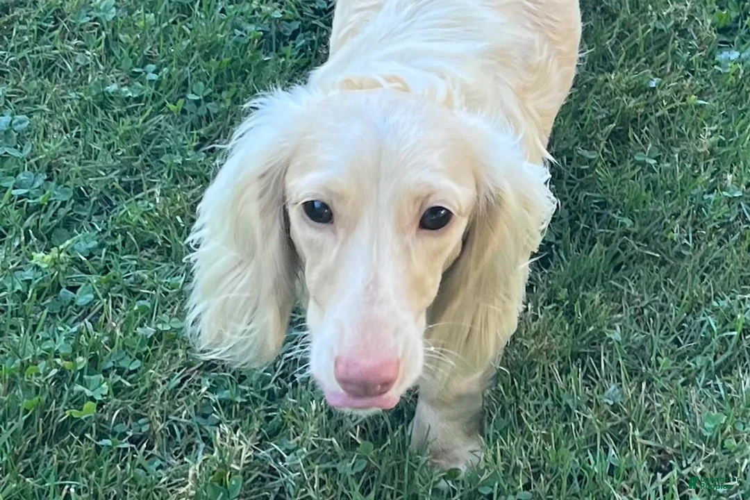 Dachshund dogs for sale: Dachshund 1 - Ad 4