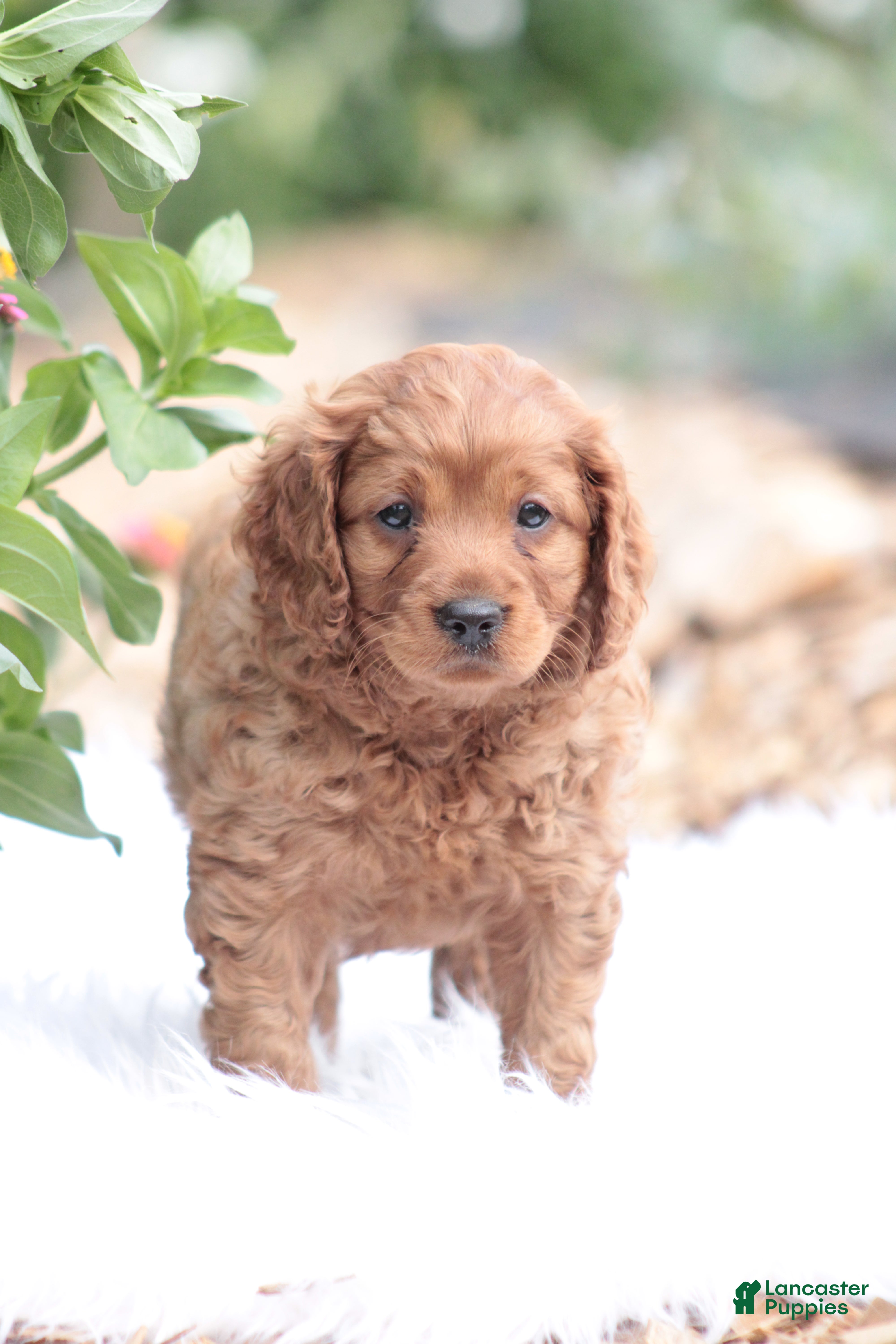 Cavapoo dogs Ben - Ad 30