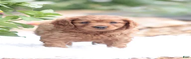Ben