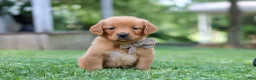 Golden Retriever dogs for sale: Jase - Ad 1