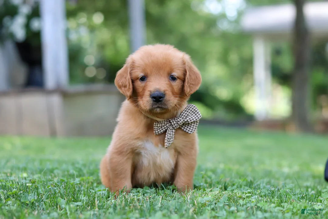 Golden Retriever dogs for sale: Jase - Ad 1