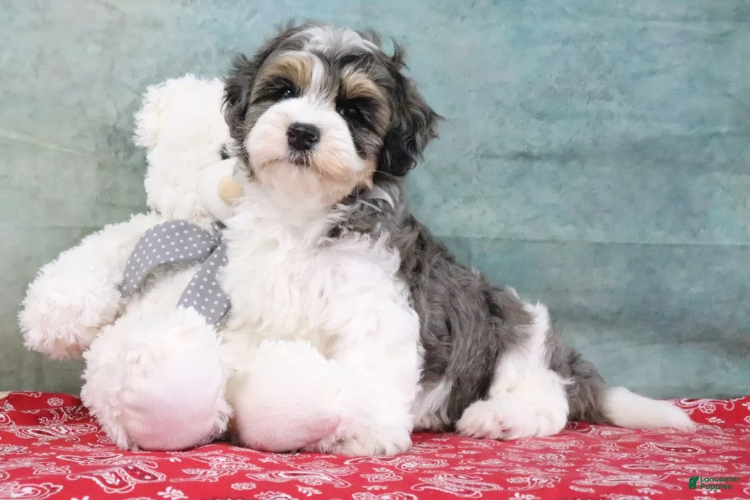 Mini Goldendoodle dogs for sale: Hunter - Ad 2