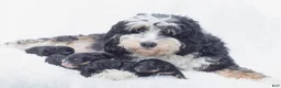 Mini Bernedoodle dogs for sale: Charlie - Ad 4