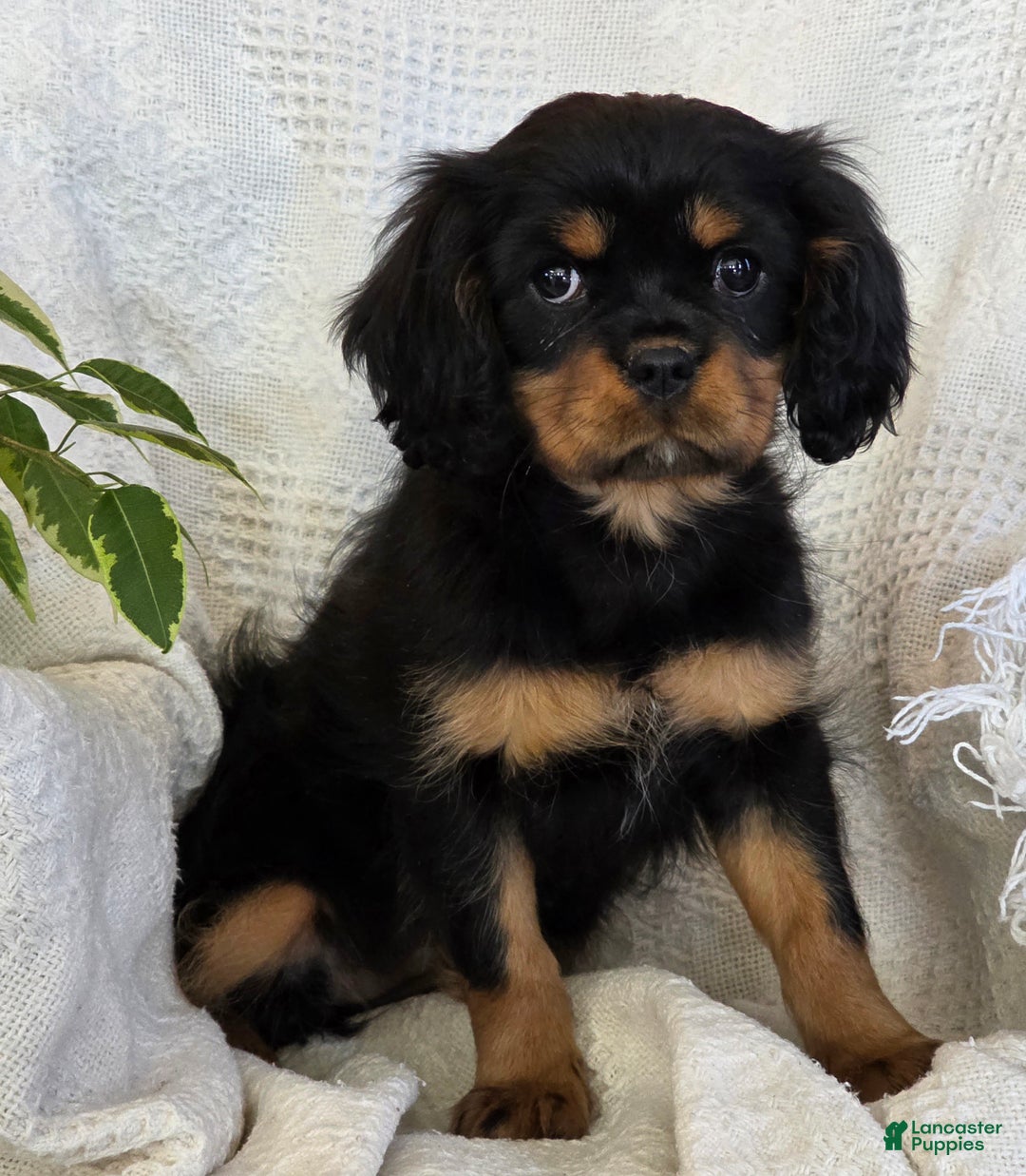 Cavalier King Charles Spaniel dogs for sale: Jingle - Ad 3