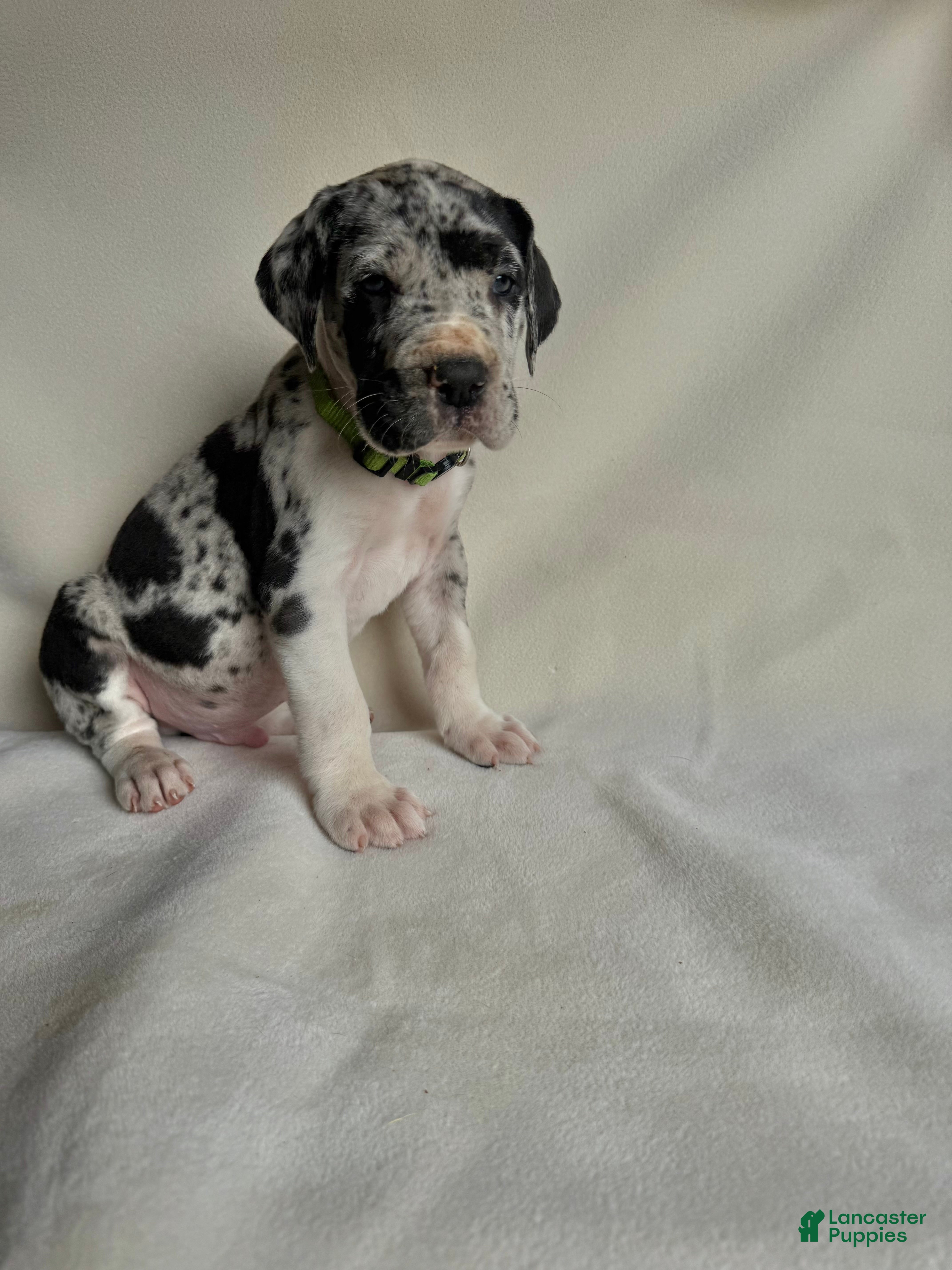 Great Dane dogs Leo- green  - Ad 37
