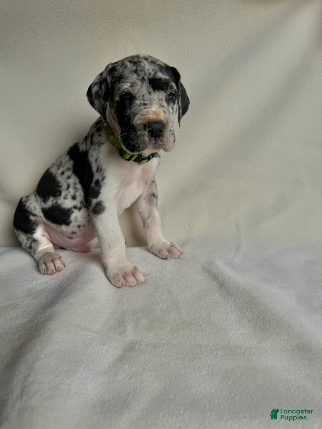 Great Dane dogs for sale: Leo- green  - Ad 1