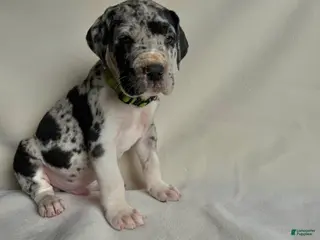 Great Dane dogs Leo- green - Ad 42