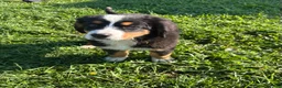 Bernese Mountain Dog dogs for sale: Paisley - Ad 2