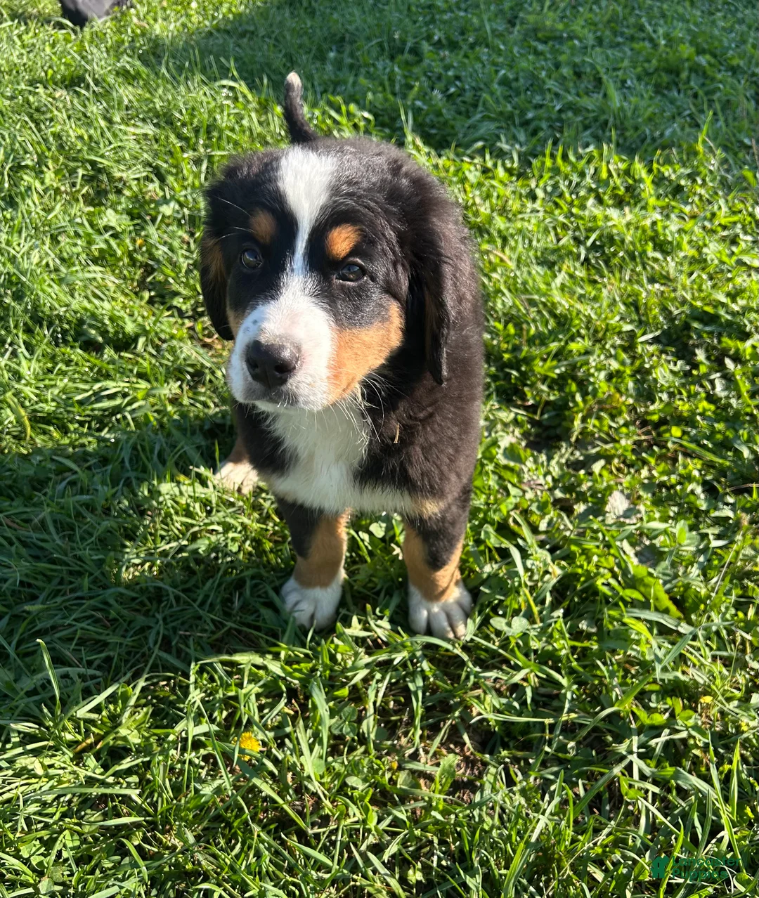 Bernese Mountain Dog dogs for sale: Paisley - Ad 2