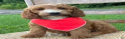 Irish Doodle dogs for sale: Maggie - Ad 18
