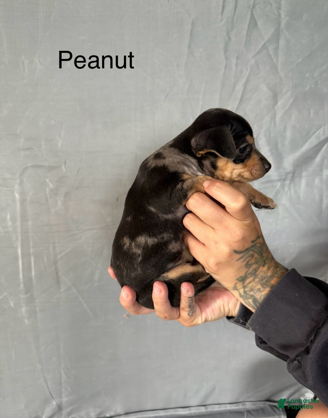 Chihuahua dogs for sale: Chihuahua Puppy 2 - Ad 2