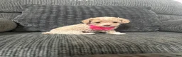 Toy Poodle dogs for sale: Lovely  - Ad 3