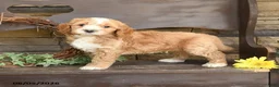 Mini Goldendoodle dogs for sale: Marley - Ad 3