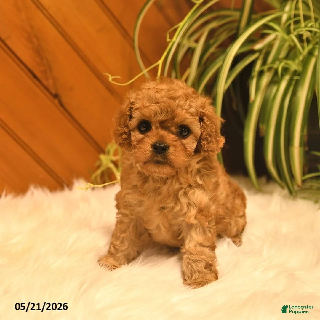 Cavapoo dogs for sale: Sophie - Ad 2
