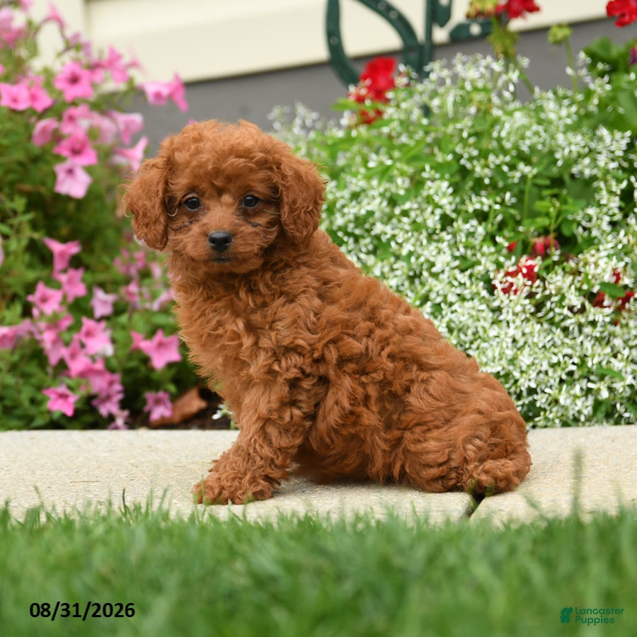 Cavapoo dogs Princess Fifi - Ad 2