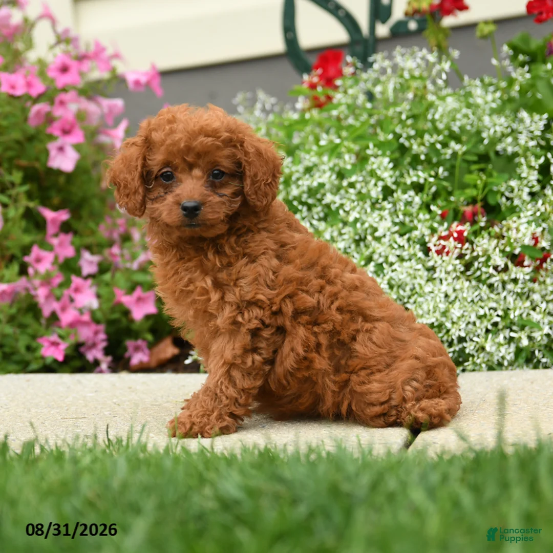 Cavapoo dogs for sale: Princess Fifi - Ad 2