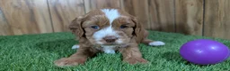 Cavapoo dogs for sale: Lizzy Girl 3 - Ad 4