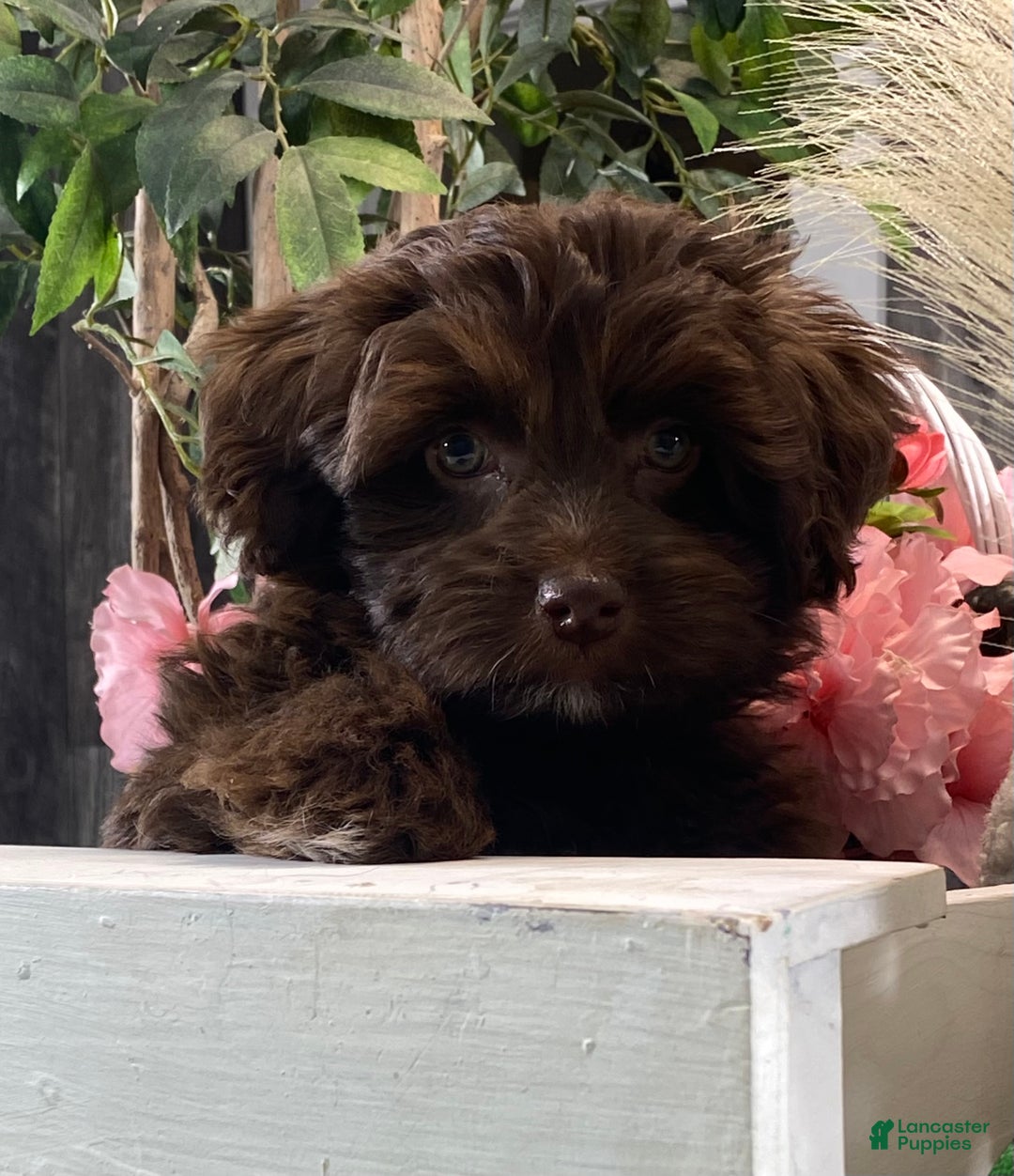 Havanese dogs for sale: Howie - Ad 5