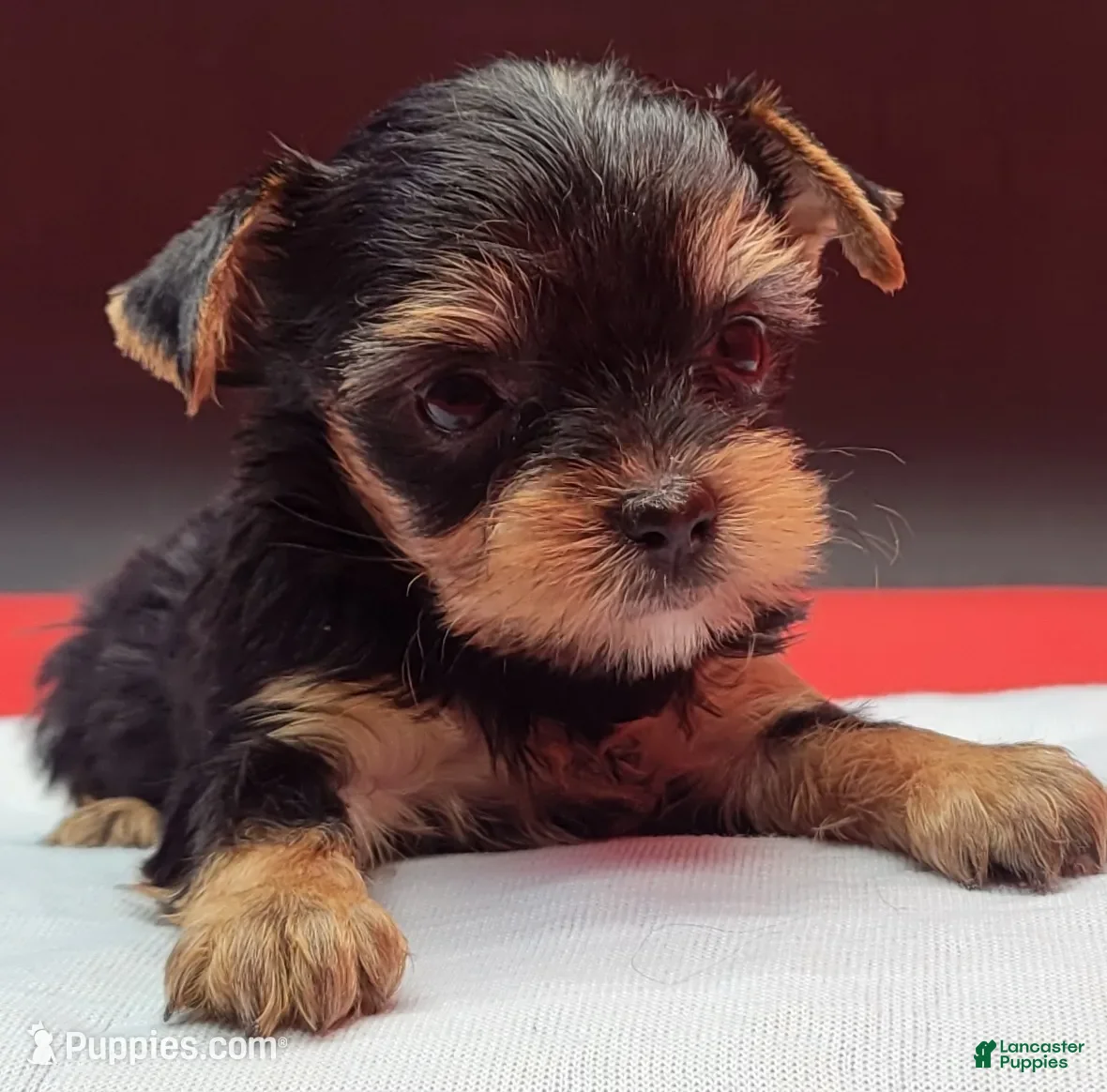 Yorkshire Terrier dogs Yorkshire Terrier 1 - Ad 1