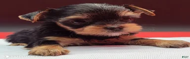Yorkshire Terrier 1