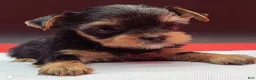 Yorkshire Terrier dogs for sale: Yorkshire Terrier 1 - Ad 1