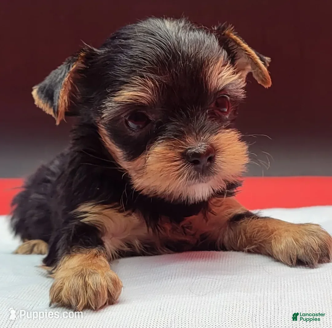 Yorkshire Terrier dogs for sale: Yorkshire Terrier 1 - Ad 1