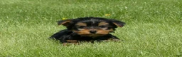 Yorkshire Terrier dogs for sale: Brownie  - Ad 5