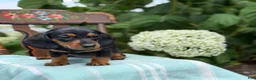 Miniature Dachshund dogs for sale: Lupine - Ad 6
