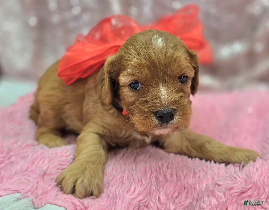 Cavapoo dogs for sale: Everest - Ad 4