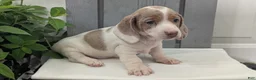 Miniature Dachshund dogs for sale: Milo - Ad 2