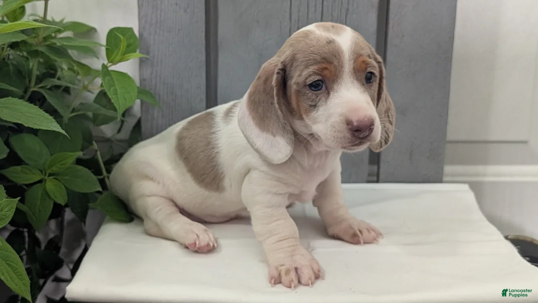 Miniature Dachshund dogs for sale: Milo - Ad 2