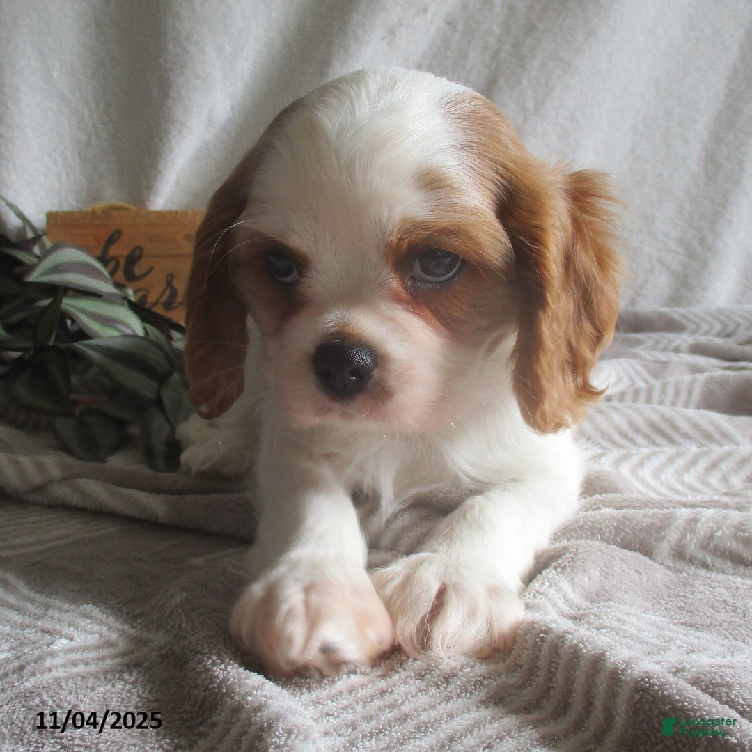 Cavalier King Charles Spaniel dogs for sale: Hayes - Ad 12