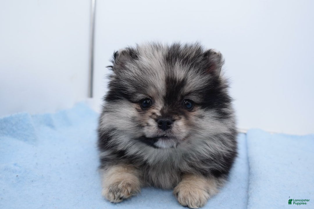 Pomsky dogs for sale: Franky - Ad 5