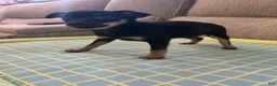 Mixed Breed dogs for sale: Jerry - Ad 6