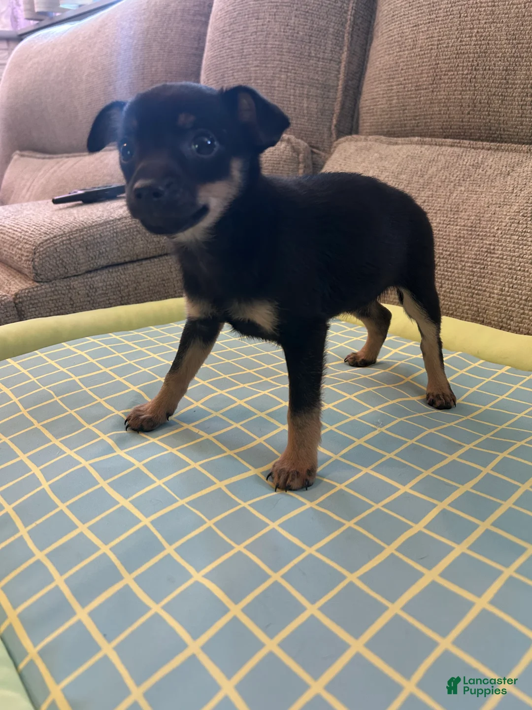 Mixed Breed dogs for sale: Jerry - Ad 6