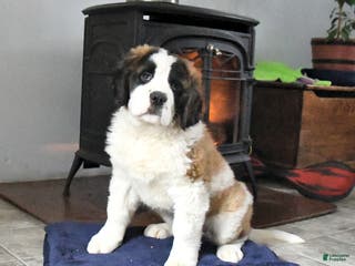 Saint Bernard dogs Charlotte - Ad 12