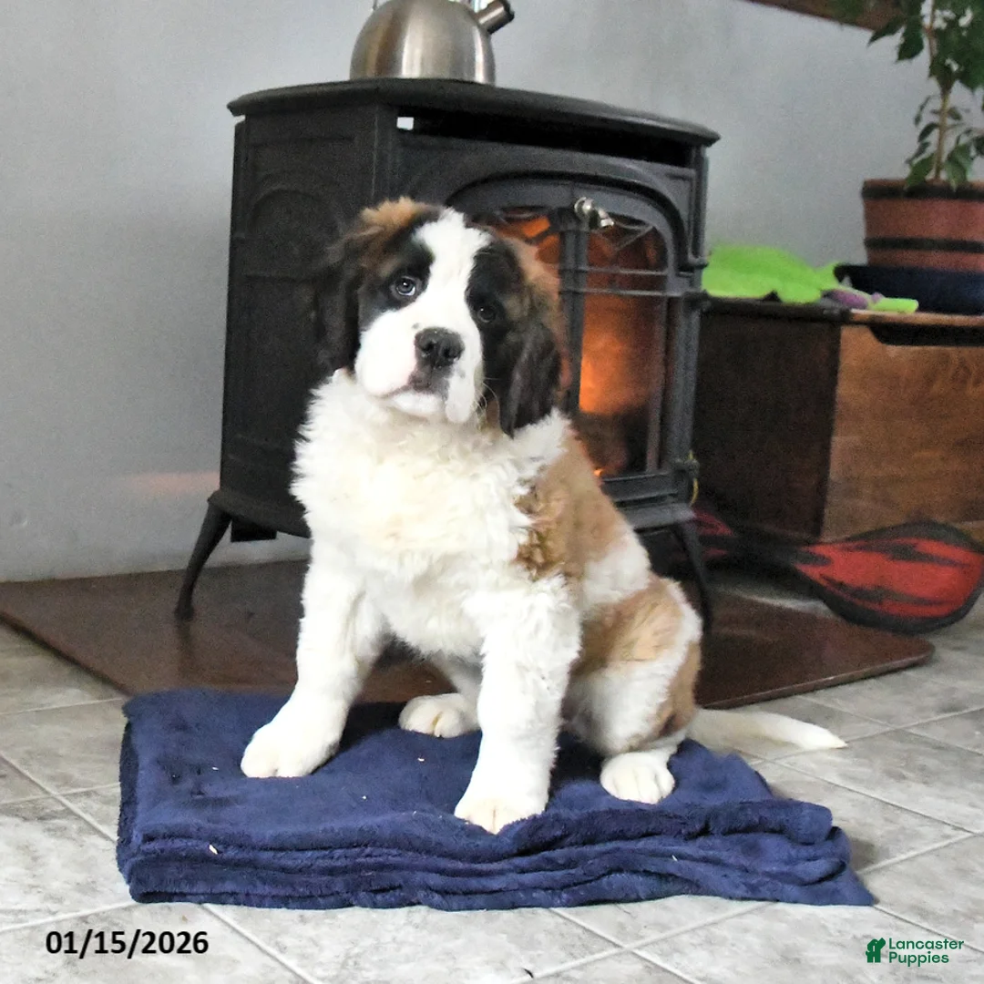 Saint Bernard dogs for sale: Charlotte - Ad 1